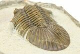 Scabriscutellum Trilobite With Axial Spines - Morocco #283760-4
